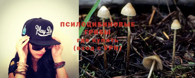 Псилоцибиновые грибы MAGIC MUSHROOMS  blacksprut ссылки  Богородицк  как найти наркотики 